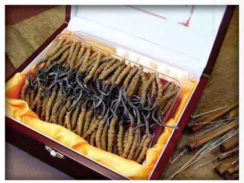 会东冬虫夏草回收